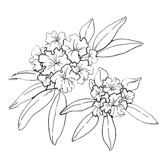 dtg-icon dorothy clive garden wedding venue icon