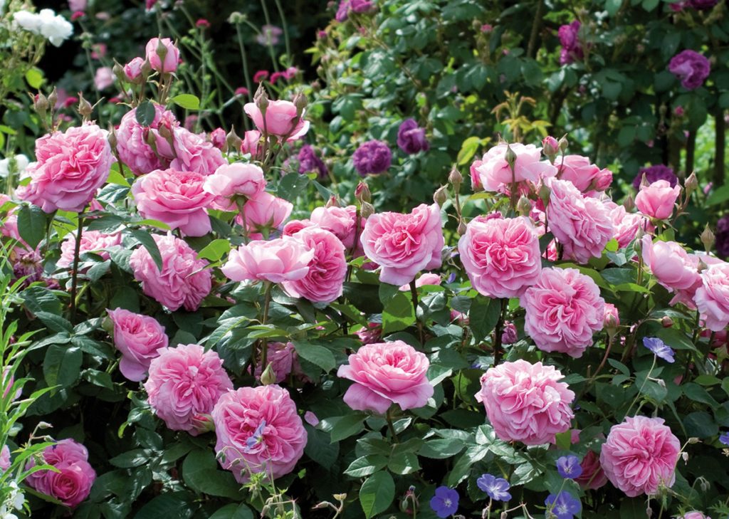 dorothy clive garden rose pruning workshop