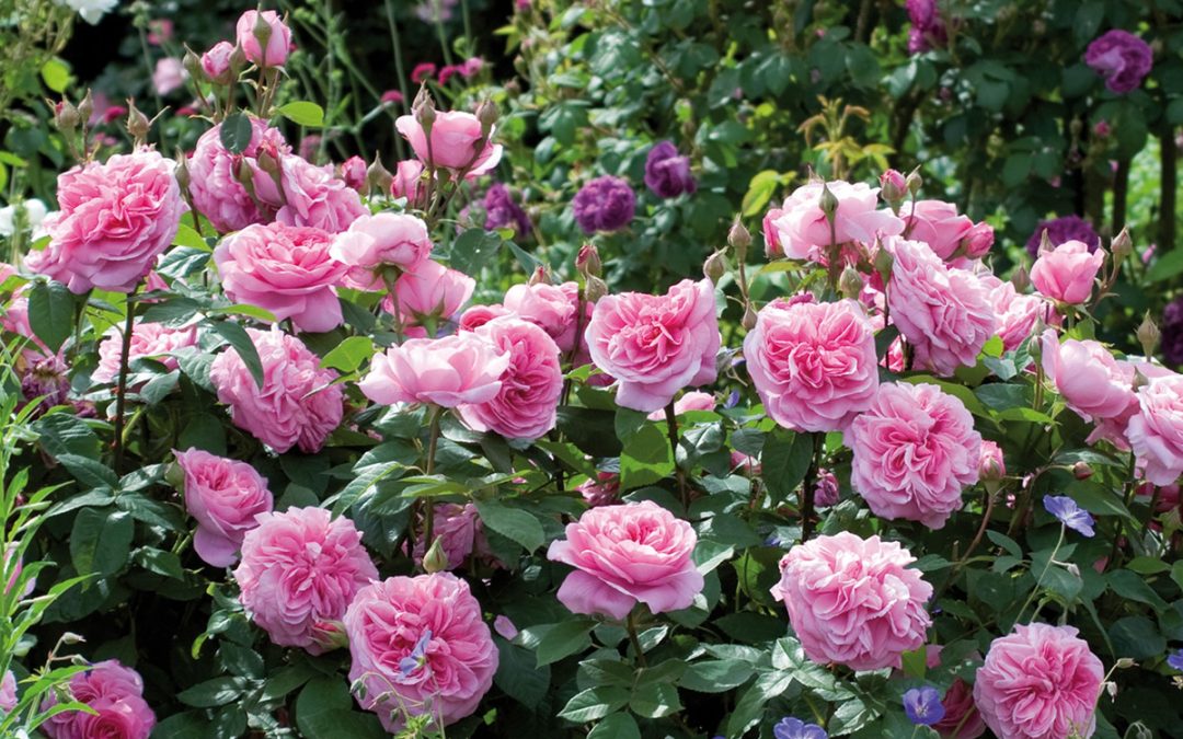 Pruning Workshop – Roses