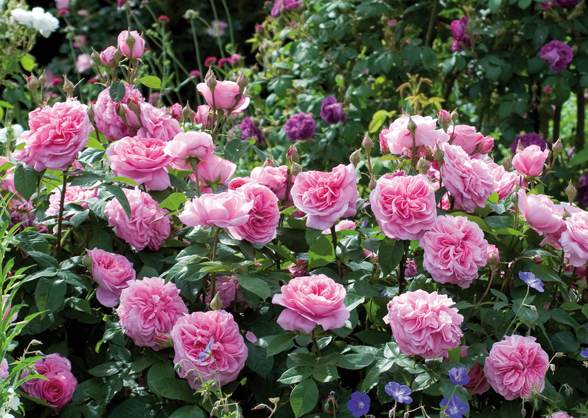 dorothy clive garden rose pruning workshop