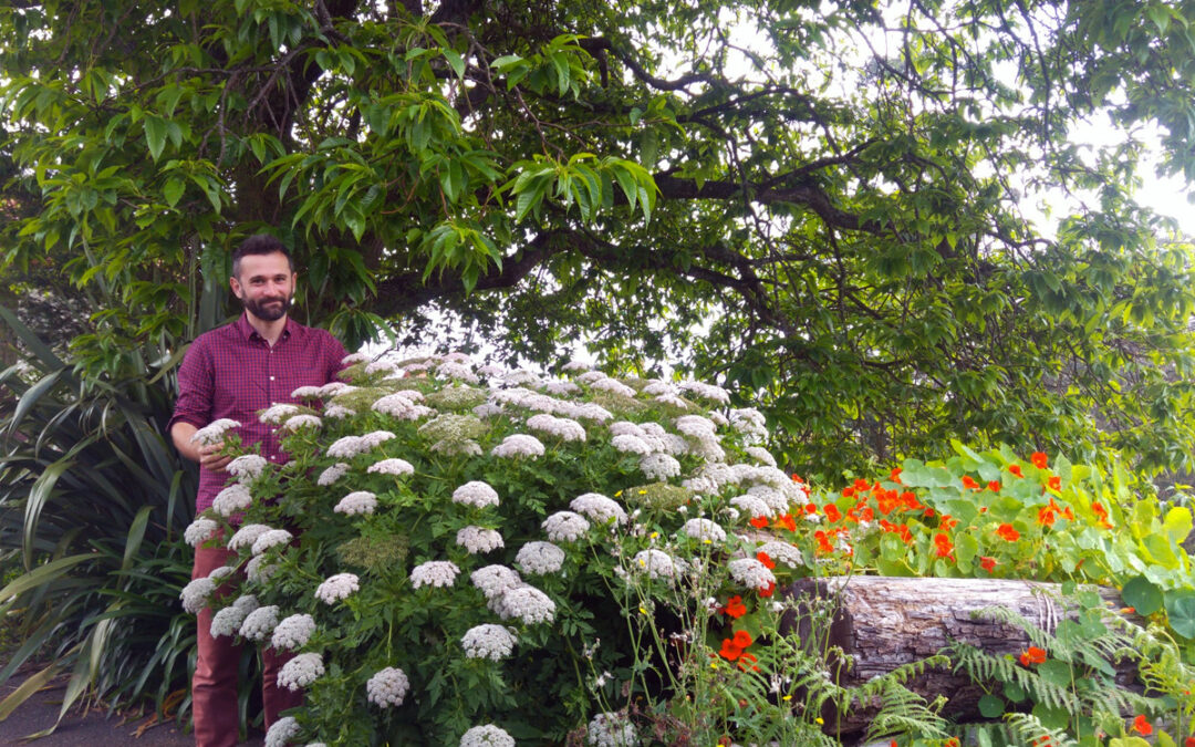 Plants and Castles of Transylvania Talk with Razvan Chisu
