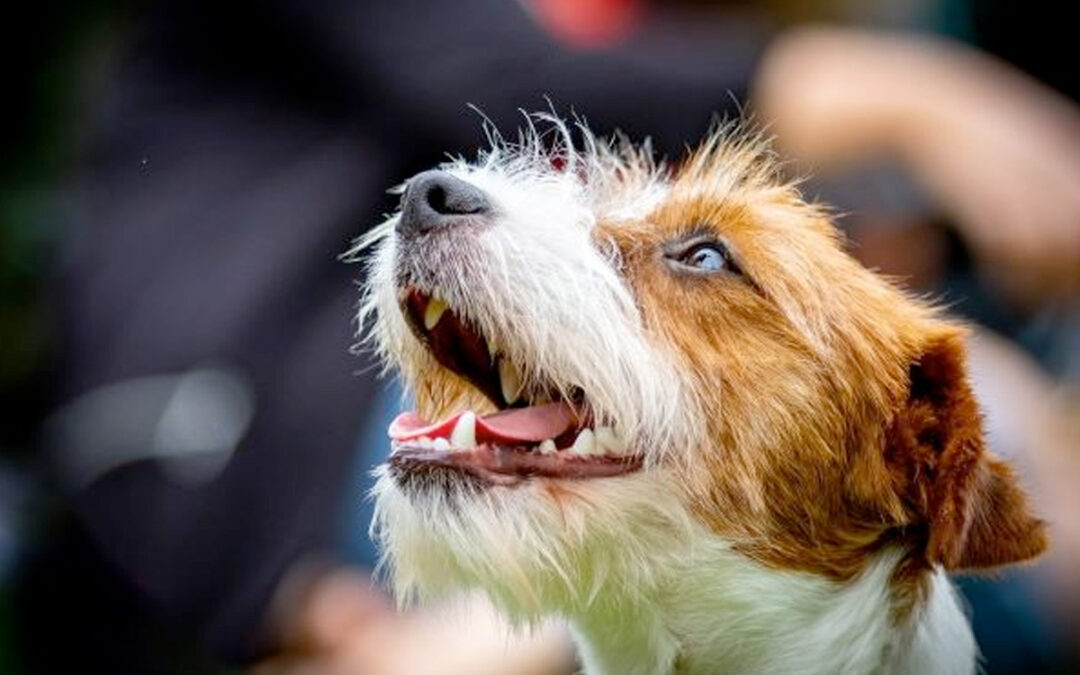 Dog Fest and Vintage and Classic Car Display