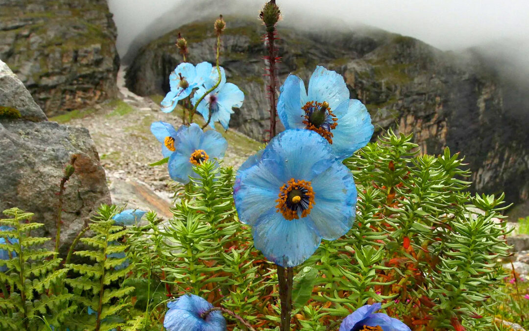 Adventures in Scotland in Search of the Blue Poppy Talk with Ruth Plant
