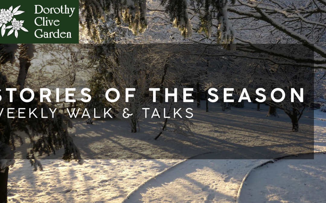 Stories of the Season- Weekly Walk & Talk