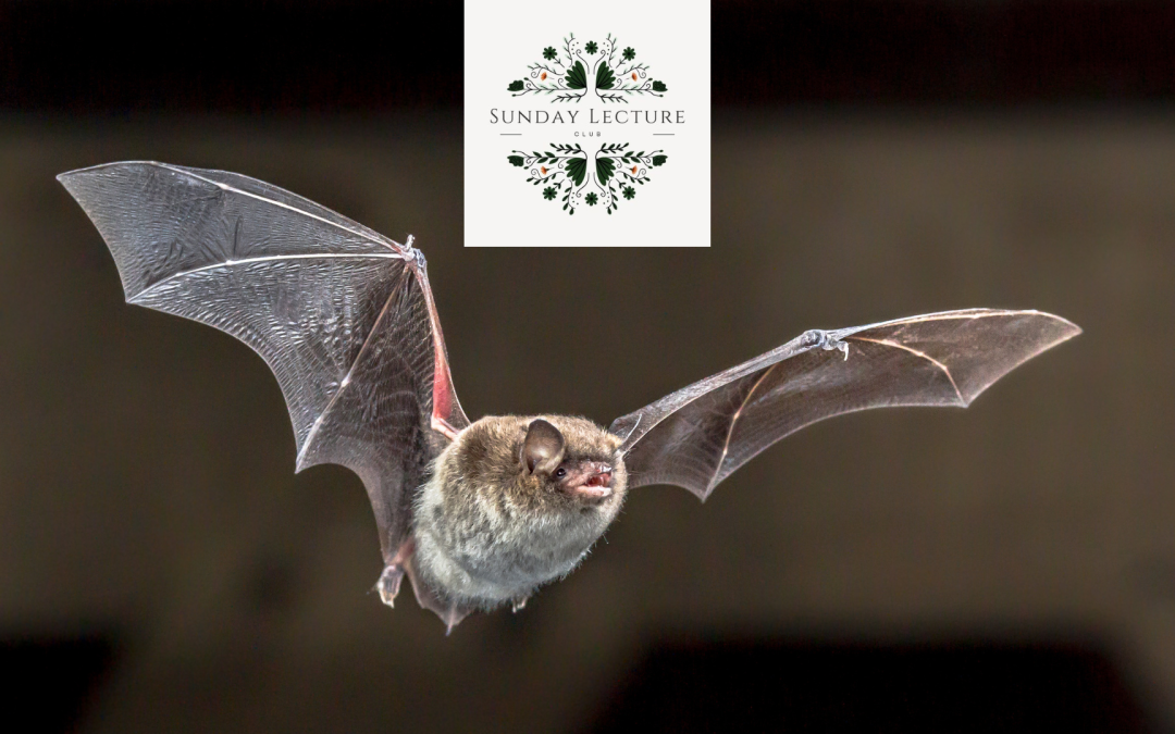 Sunday Lecture -Dispelling the Myths: An Introduction To Bats