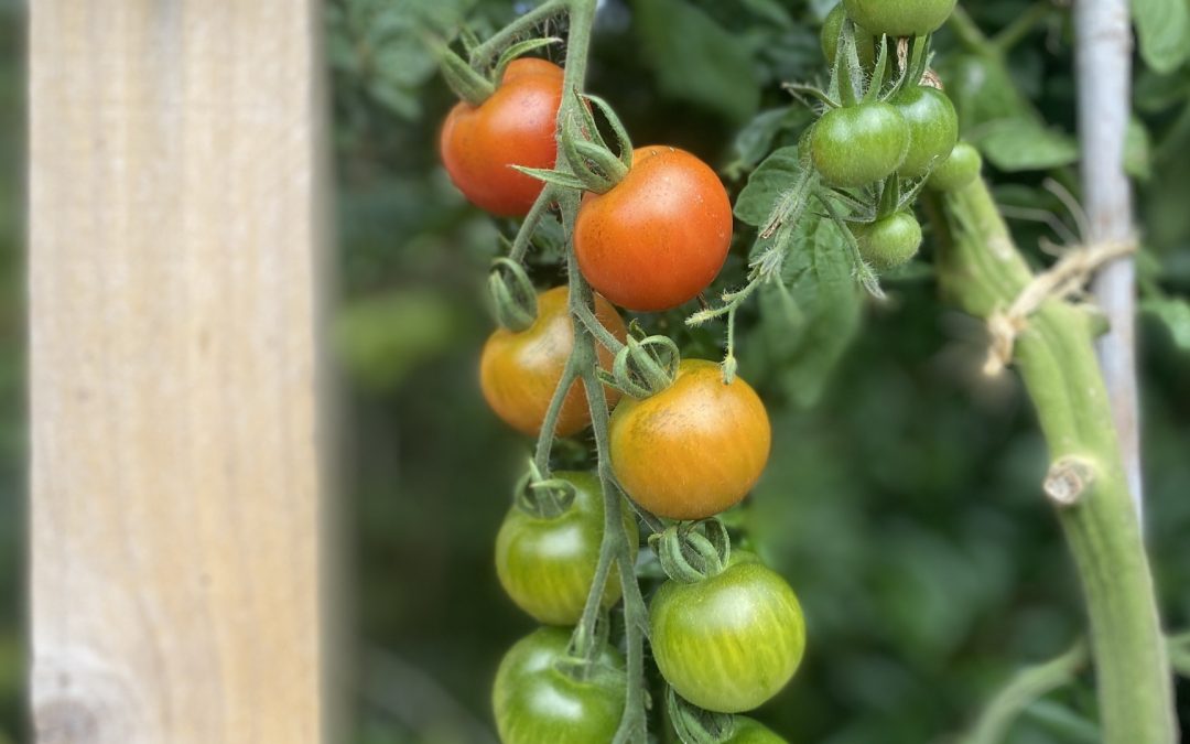 Veg Growing Workshop