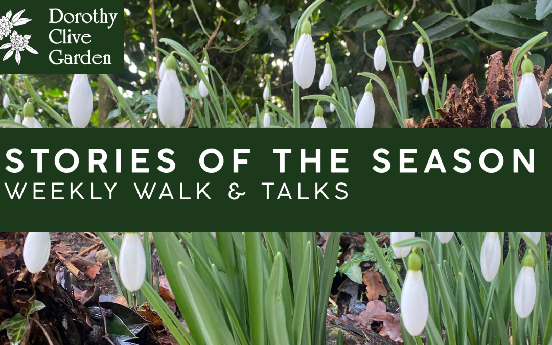 Stories of the Season- Weekly Walk & Talk