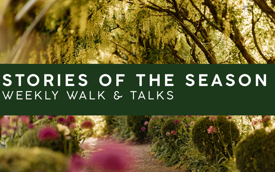 Stories of the Season- Weekly Walk & Talk