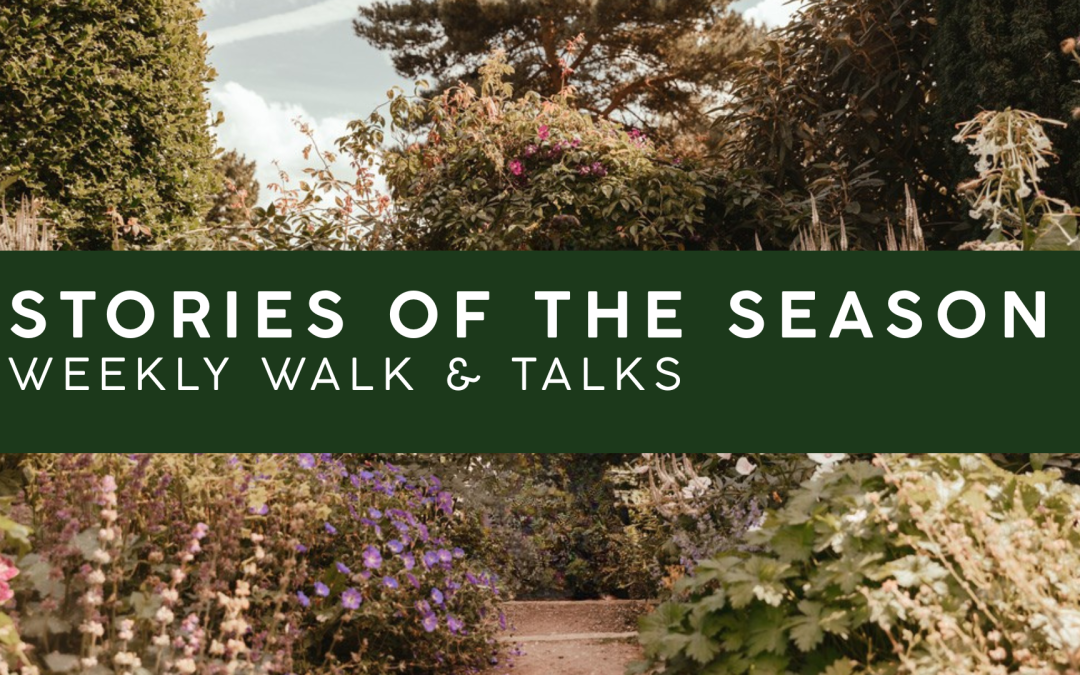 Stories of the Season- Weekly Walk & Talk