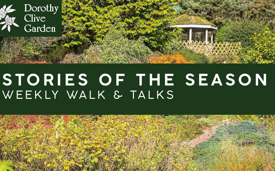 Stories of the Season- Weekly Walk & Talk
